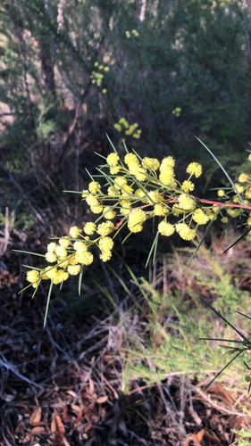 Spreading Wattle