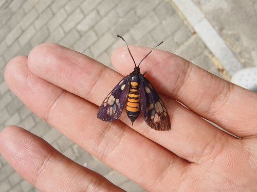 Trypanophora semihyalina