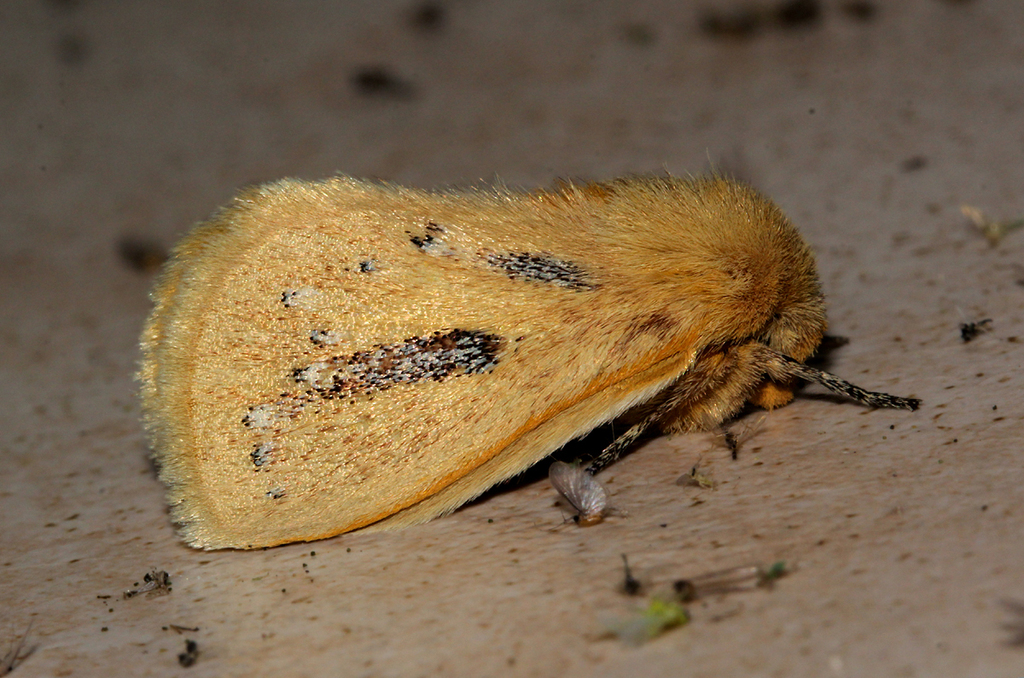 Laeliopsis