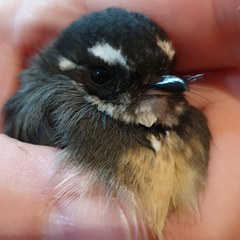 Rhipidura albiscapa alisteri