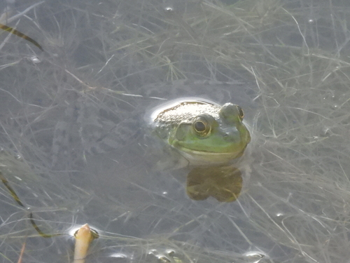 Lithobates catesbeianus observed 2026-08-11