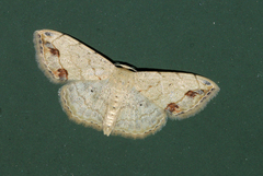 Scopula sanguinisecta