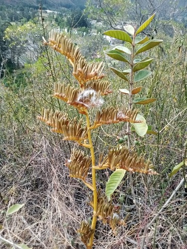Racinaea fraseri