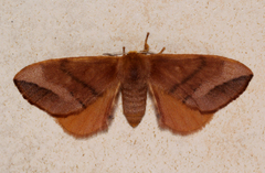 Stenoglene obtusa