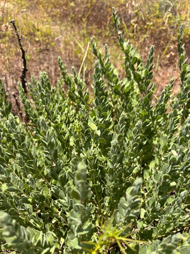 Cressa truxillensis, photograph 4