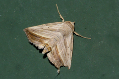 Gnamptogyia diagonalis