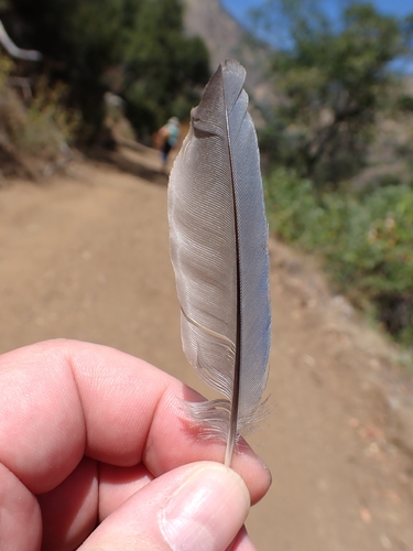 iNaturalist observation photo of California Scrub-Jay