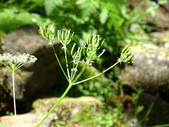 Chaerophyllum hirsutum