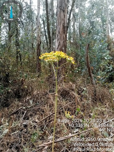 Kalanchoe densiflora, photograph 2