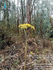 (c) Raúl A. Ruiz M., some rights reserved (CC BY) Kalanchoe densiflora, photograph (c) Raúl A. Ruiz M., some rights reserved (CC BY)