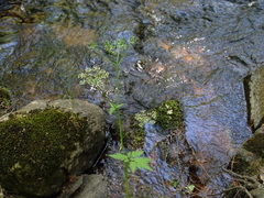 Chaerophyllum hirsutum
