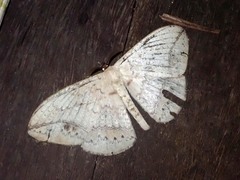 Sphingognatha asclepiades