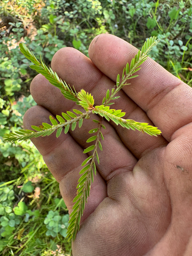 Phyllanthus urinaria observed 2026-08-12