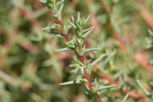 Oppositeleaf Russian thistle (Salsola soda)