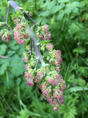 Thalictrum fendleri polycarpum