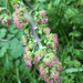 Fendler's Meadow-Rue - Photo (c) Jennifer Chandler, some rights reserved (CC BY-NC), uploaded by Jennifer Chandler