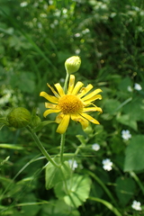 Doronicum