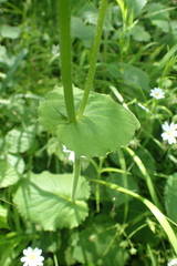 Doronicum