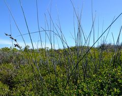 Thamnochortus spicigerus