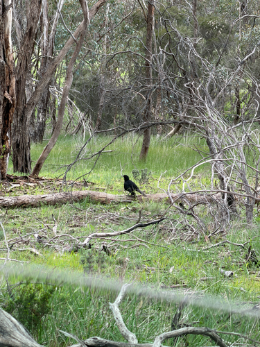 White-winged Chough