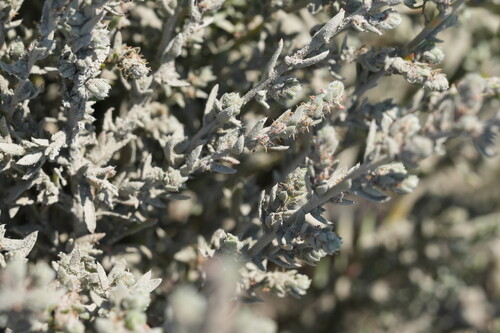 Bassia hyssopifolia, photograph 4