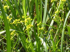 Rorippa amphibia
