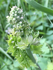 Thalictrum fendleri polycarpum
