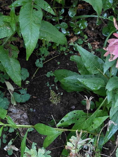 Northern Leopard Frog observed by aleclightwood