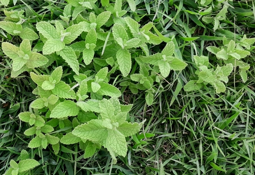 Apple Mint