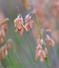 Thamnochortus lucens