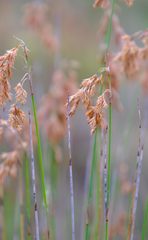 Thamnochortus lucens
