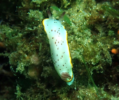 Goniobranchus daphne