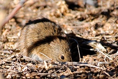 Sigmodon arizonae
