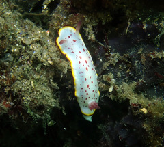 Goniobranchus daphne