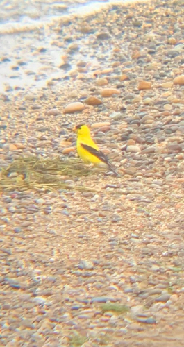 American Goldfinch observed by sophcinq