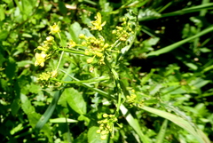 Rorippa amphibia