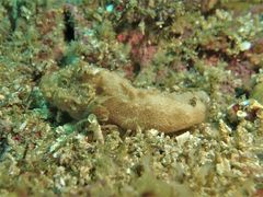 Paraploactis kagoshimensis