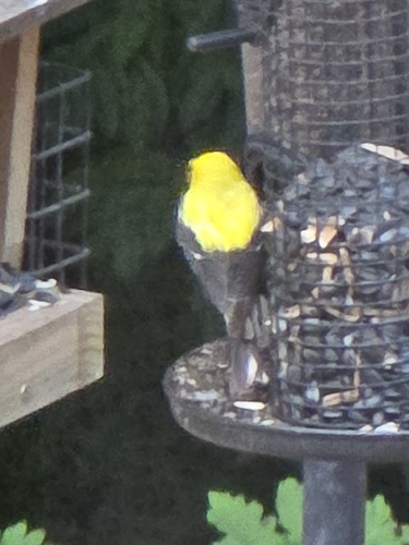 American Goldfinch observed by christopher30667
