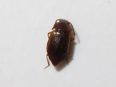 Anthobium unicolor