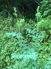 Thalictrum fendleri polycarpum