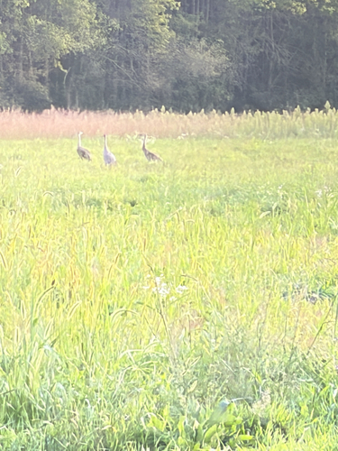 Sandhill Crane observed by griffinspots