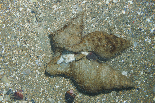 Penion sulcatus, 2026-08-12