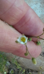 Spergula