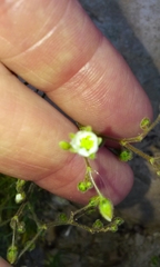 Spergula