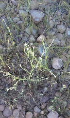 Spergula