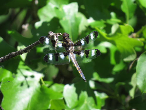 Twelve-spotted Skimmer