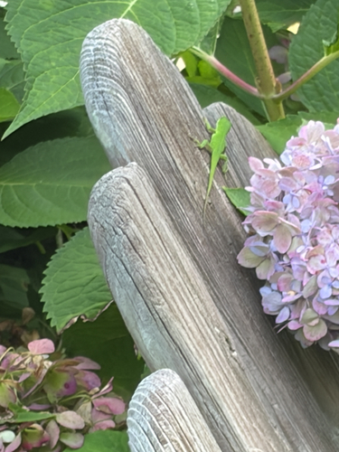 Green Anole observed by jessica_harrison2