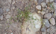 Spergula