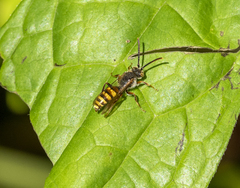 Nomada