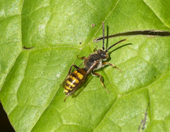 Nomada